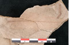 Foto (Detailansicht) von Quercus cuspidata Rossm. (NHMW-GEO-2024-0188-7925)